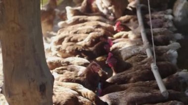 Çiftlikteki çiftçiler tavuklarını besliyorlar. Bol tavuklu kümes hayvanları çiftliği. Tavuk çiftliğinde şişmanlatmak için tavuklar..