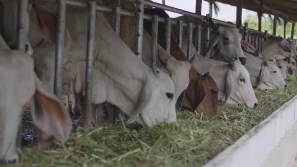 Kráva Farmě Dojnice Jedí Seno — Stock video