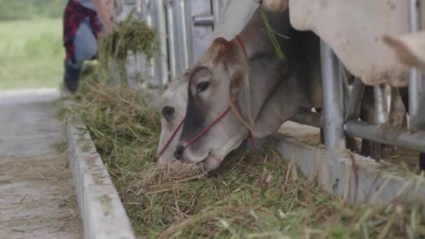 Portrait Young Farmer Cow Farm — Stock Video