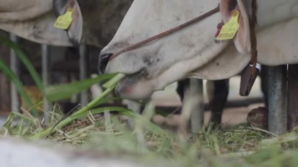Корова Ферме Молочные Коровы Едят Сено Закрыть — стоковое видео