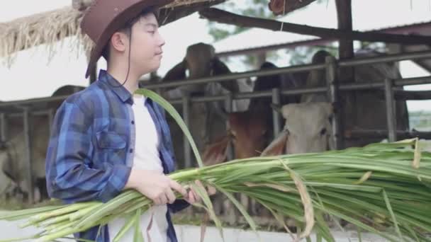 Chico Asiático Trabajando Granja Adolescente Camisa Azul Trabajando Granja Vacas — Vídeos de Stock