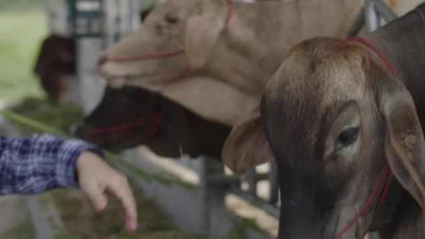 Vaca Granja Vacas Lecheras Están Comiendo Heno — Vídeo de stock