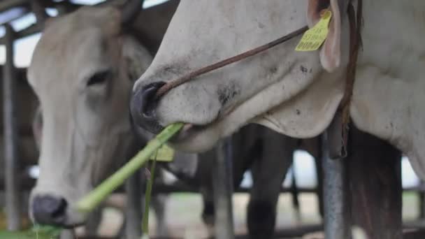 奶牛在农场里 奶牛在吃干草 — 图库视频影像