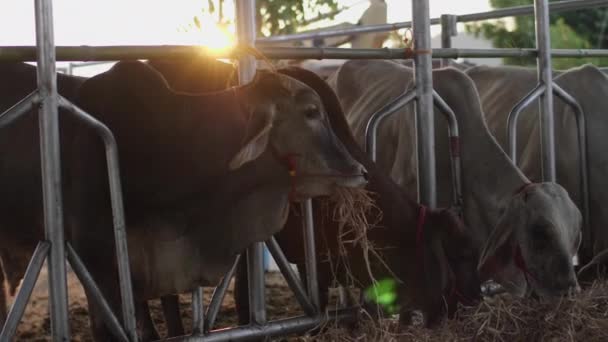 Vaca Granja Vacas Lecheras Están Comiendo Heno — Vídeo de stock