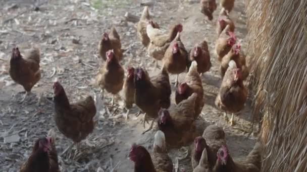 Poulets bruns picorant des aliments en plein air dans la basse-cour de la ferme avicole, coup de feu à la main .