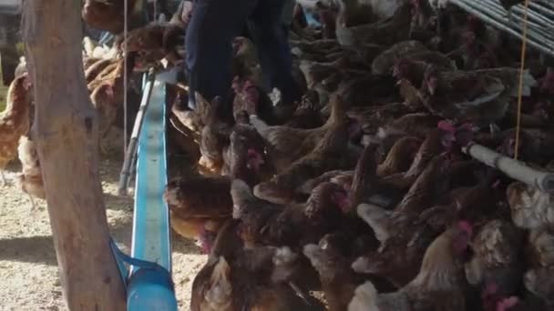 Galinhas Estão Chocando Ovos Nas Fazendas Rurais Frango — Vídeo de Stock