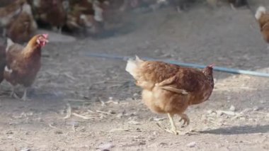 Kümes hayvanları çiftliğindeki çiftlik hayvanlarının avını gagalayan kahverengi tavuklar..
