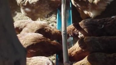 Çiftlikteki çiftçiler tavuklarını besliyorlar. Bol tavuklu kümes hayvanları çiftliği. Tavuk çiftliğinde şişmanlatmak için tavuklar..