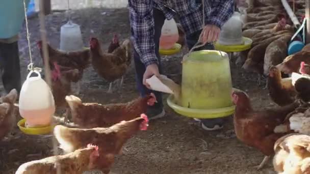 Αγρότες Της Φάρμας Ταΐζουν Τις Κότες Τους Φάρμα Πουλερικών Πολύ — Αρχείο Βίντεο