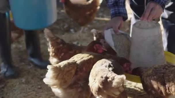 농장의 농부들 암탉에게 먹이를 있습니다 농장에서 살찌기 — 비디오