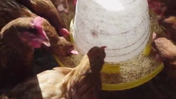 Çiftlikteki Çiftçiler Tavuklarını Besliyorlar Bol Tavuklu Kümes Hayvanları Çiftliği Tavuk — Stok video