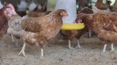 Kümes hayvanları çiftliğindeki çiftlik hayvanlarının avını gagalayan kahverengi tavuklar..