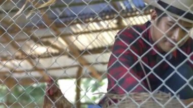 Asyalı çiftçi tavuk çiftliğinde çalışıyor..