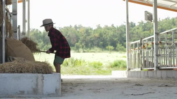 Asiático Pai Ensina Filho Trabalhar Uma Fazenda Vacas — Vídeo de Stock