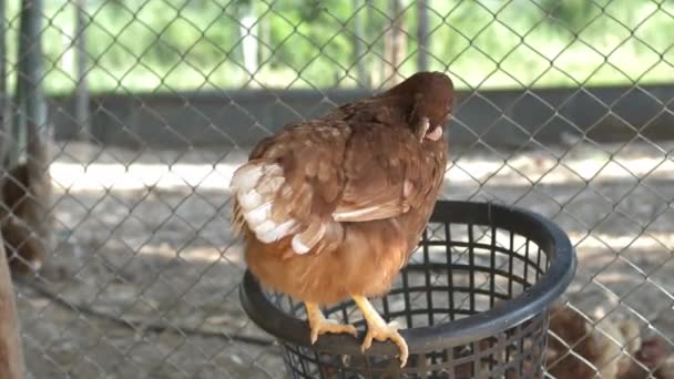 Les Poules Sont Des Œufs Couver Dans Les Élevages Poulets — Video