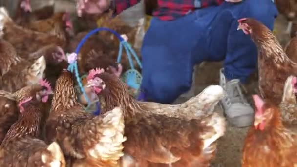 Asiatische Bauern Arbeiten Auf Einer Hühnerfarm — Stockvideo