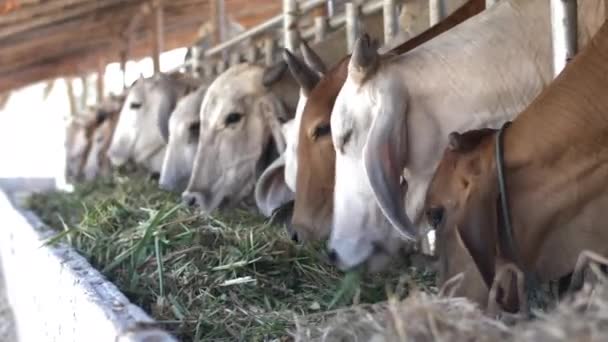 Vaca Granja Vacas Lecheras Están Comiendo Heno — Vídeos de Stock