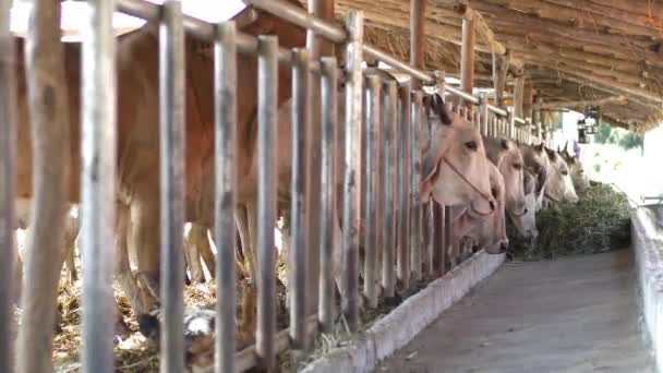 Корова Ферме Молочные Коровы Едят Сено — стоковое видео