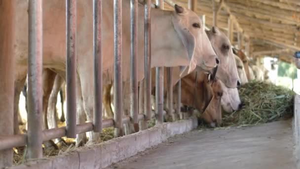Vaca Granja Vacas Lecheras Están Comiendo Heno — Vídeos de Stock