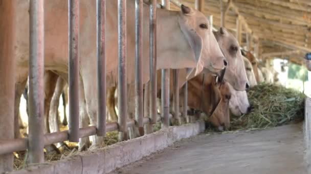 Kráva Farmě Dojnice Jedí Seno — Stock video