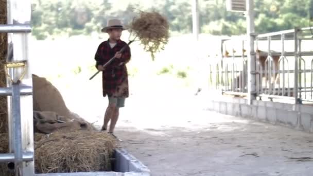 Aziatische Vader Leert Zoon Naar Werken Een Koe Boerderij — Stockvideo