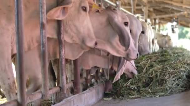 Kráva Farmě Dojnice Jedí Seno — Stock video