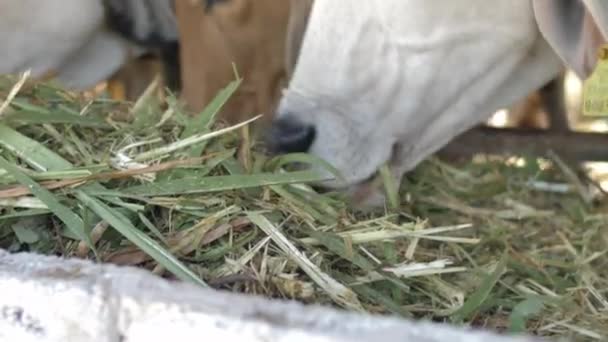 Αγελάδα Στη Φάρμα Αγελάδες Γαλακτοπαραγωγής Τρώνε Σανό — Αρχείο Βίντεο