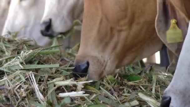 Vaca Granja Vacas Lecheras Están Comiendo Heno — Vídeos de Stock