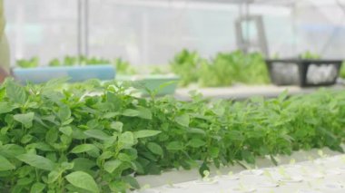 Asyalı yaşlı adam arka bahçedeki çiftlikte hidrofonik sebze yetiştiriyor.