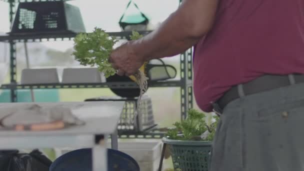 Aziatische Oude Man Bereiden Van Salade Groenten Verzameld Van Achtertuin — Stockvideo