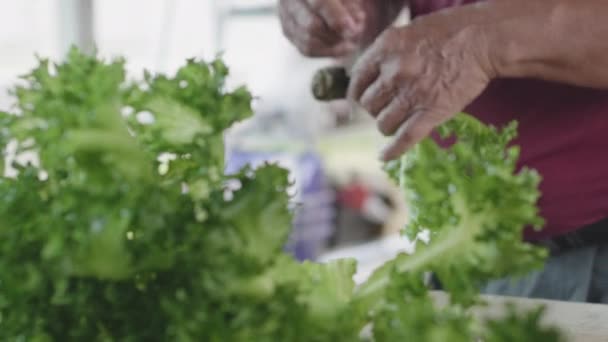 Anciano Asiático Preparando Verduras Ensalada Recogidas Granja Del Patio Trasero — Vídeos de Stock