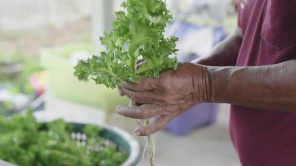 アジアの老人裏庭の農場から集められたサラダ野菜を準備する お客様へ — ストック動画