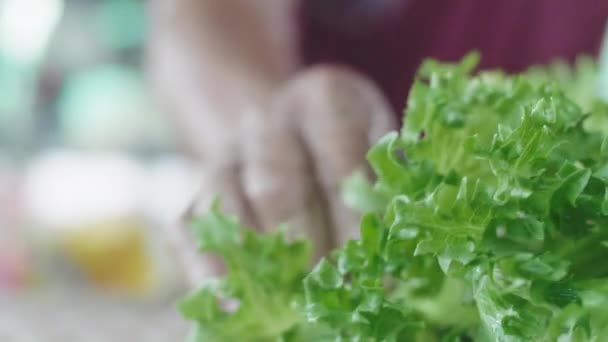 Vieil Homme Asiatique Préparer Des Salades Légumes Récoltées Dans Arrière — Video