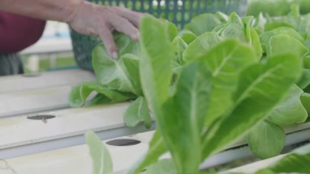 Vieil Homme Asiatique Préparer Des Salades Légumes Récoltées Dans Arrière — Video