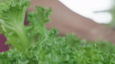 Asyalı yaşlı adam arka bahçedeki çiftlikten toplanan sebzeleri hazırlıyor. Müşterilere göndermek için.