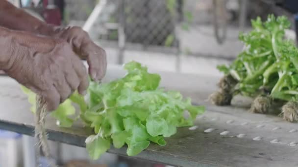 Aziatische Oude Man Bereiden Van Salade Groenten Verzameld Van Achtertuin — Stockvideo