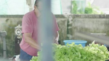 Asyalı yaşlı adam arka bahçedeki çiftlikten toplanan sebzeleri hazırlıyor. Müşterilere göndermek için, Yavaş Hareket.