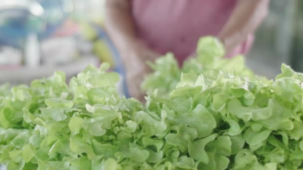 亚洲老人正在准备从后院农场收集的沙拉蔬菜 转交给顾客 慢动作 — 图库视频影像