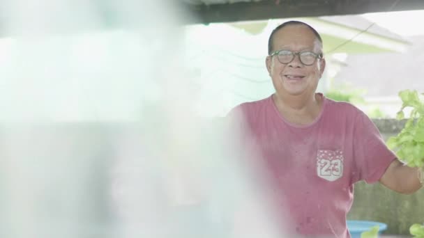 Homem Velho Asiático Feliz Preparando Legumes Salada Coletados Fazenda Quintal — Vídeo de Stock