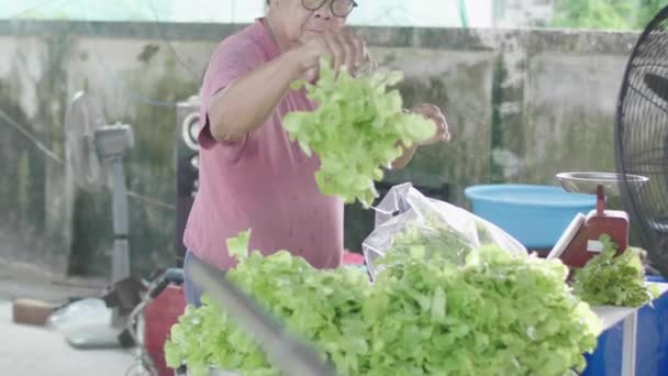 アジアの老人裏庭の農場から集められたサラダ野菜を準備する お客様に向けて スローモーション — ストック動画