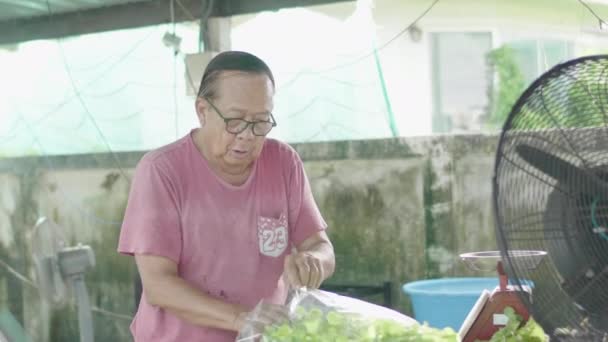 Homem Velho Asiático Preparando Legumes Salada Coletados Fazenda Quintal Para — Vídeo de Stock