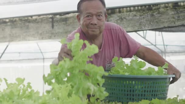 Happy Asian Oude Man Het Bereiden Van Salade Groenten Verzameld — Stockvideo