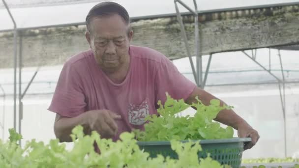 幸せなアジアの老人裏庭の農場から収集されたサラダ野菜を準備する お客様に向けてスローモーション — ストック動画