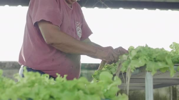 Asijský Stařec Příprava Salátové Zeleniny Sebrané Dvorku Farmy Chcete Předávat — Stock video