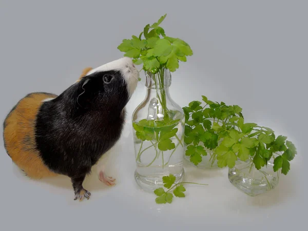 Una Cobaya Linda Hambrienta Descubrió Sabrosas Hojas Perejil Crudo Verde —  Fotos de Stock