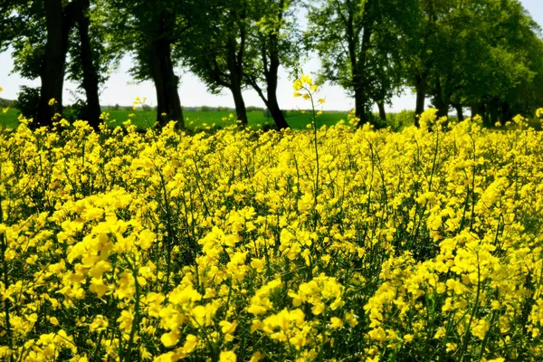 Gult Senapsfält Bakgrund Träd — Stockfoto