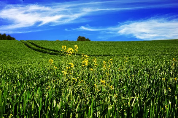 Зеленое Пшеничное Поле Желтыми Цветами Летним Голубым Небом Сельской Местности — стоковое фото