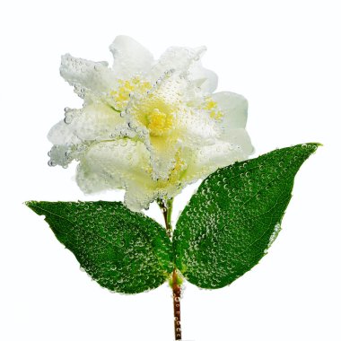 Beyaz zemin üzerinde hava kabarcıkları olan iki yeşil yapraklı beyaz yasemin çiçeği