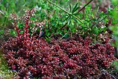 Nadir bulunan Crassulaceae bitkileri kırmızı sedum