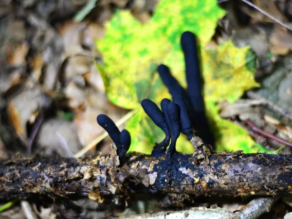 Seta Negra Xilaria Hábitat Bosque — Foto de Stock